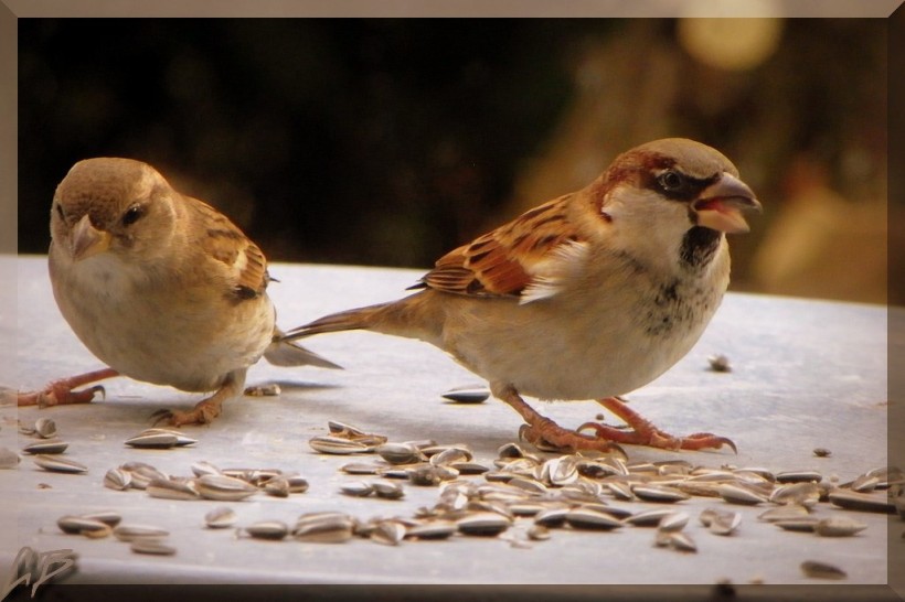 Passer domesticus - Moineau domestique- House sparrow