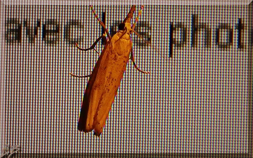 Papillon generation ordinateur 2 blog