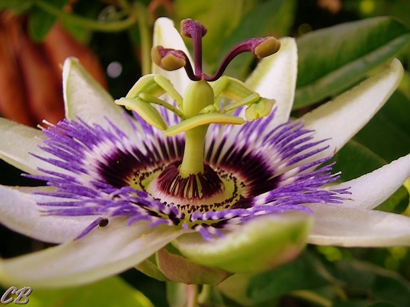 Passiflore, Passiflora caerula, Passion flower