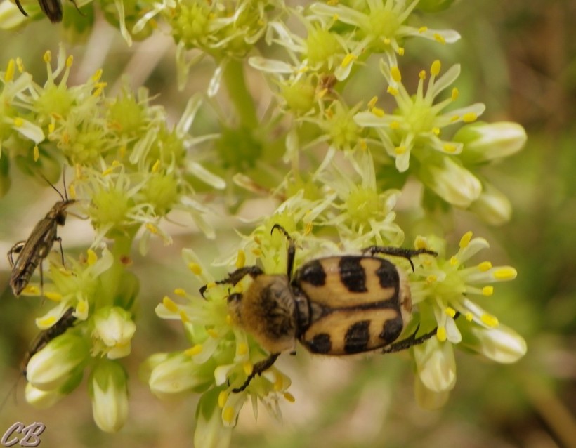 Trichius fasciatus, Trichie fasciée, Bee beetle